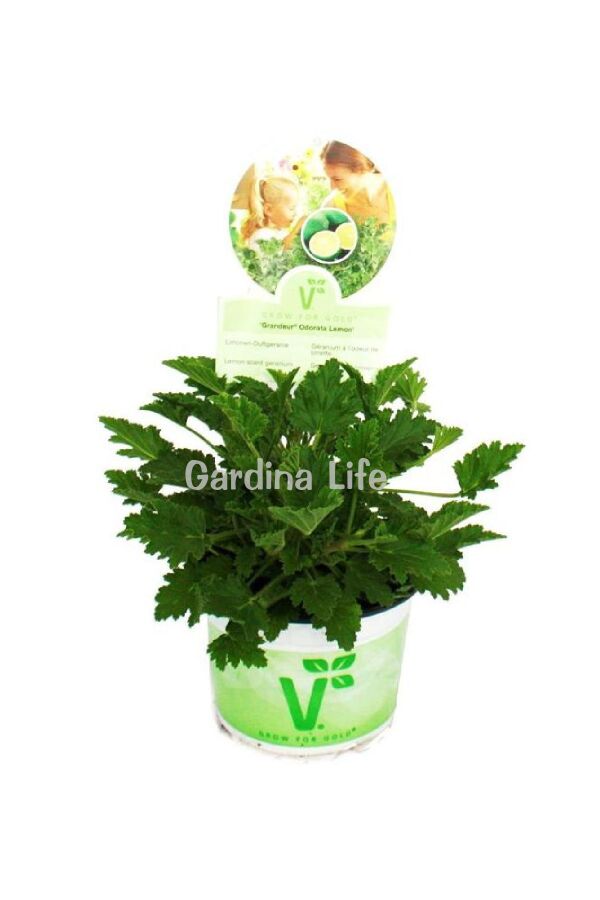 Limon  Sardunya Fidesi Yoğun  ( Pelargonium Species Odorata ) Lemon - 4