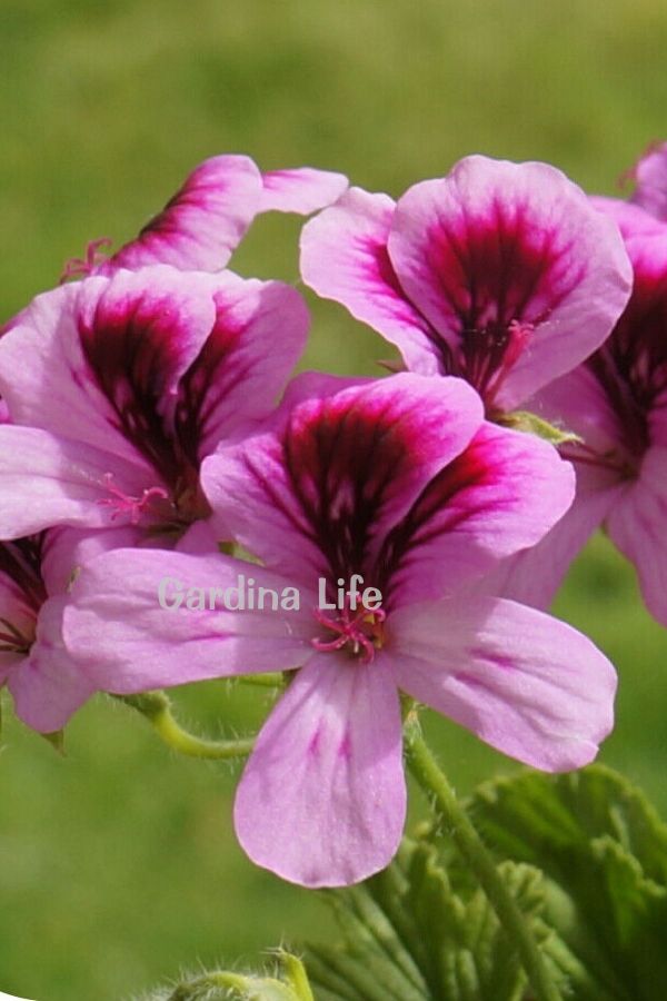 Limon  Sardunya Fidesi Yoğun  ( Pelargonium Species Odorata ) Lemon - 7