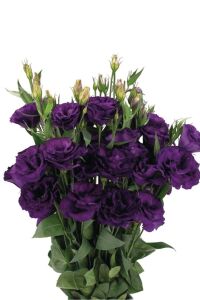 Lisyantus Fidesi Purple  5 Adet   - 1