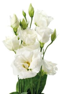 Lisyantus Fidesi White  5 Adet   - 1