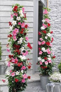 Mandevilla  Fidesi Sarmaşık Mıx 3 Farklı Renk 3 Adet ( Kırmızı - Beyaz - Pembe ) - 1