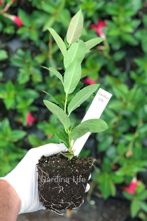 Mandevilla  Fidesi Sarmaşık Mıx 3 Farklı Renk 3 Adet ( Kırmızı - Beyaz - Pembe ) - 2
