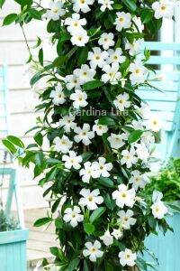 Mandevilla  Fidesi Sarmaşık Mıx 3 Farklı Renk 3 Adet ( Kırmızı - Beyaz - Pembe ) - 3