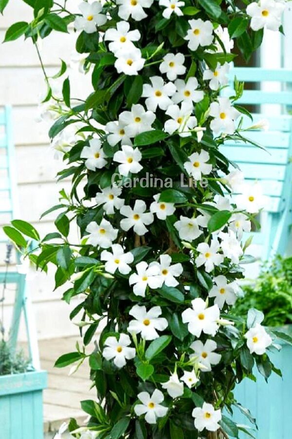 Mandevilla  Fidesi Sarmaşık Mıx 3 Farklı Renk 3 Adet ( Kırmızı - Beyaz - Pembe ) - 3