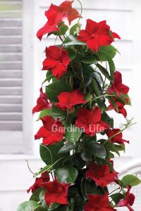 Mandevilla  Fidesi Sarmaşık Mıx 3 Farklı Renk 3 Adet ( Kırmızı - Beyaz - Pembe ) - 4