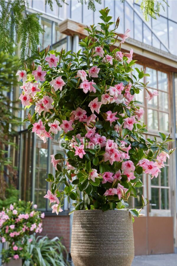 Mandevilla  Fidesi Sarmaşık Mıx 3 Farklı Renk 3 Adet ( Kırmızı - Beyaz - Pembe ) - 5