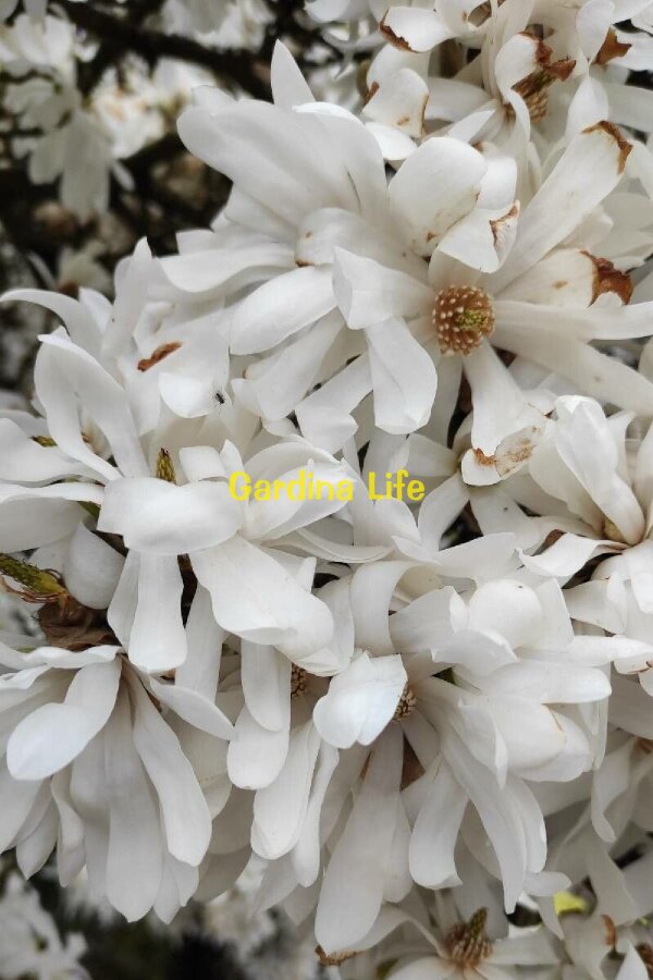 Manolya  Fide Seti 2 Adet - 3