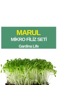 Marul Mikro Filiz Seti - 1