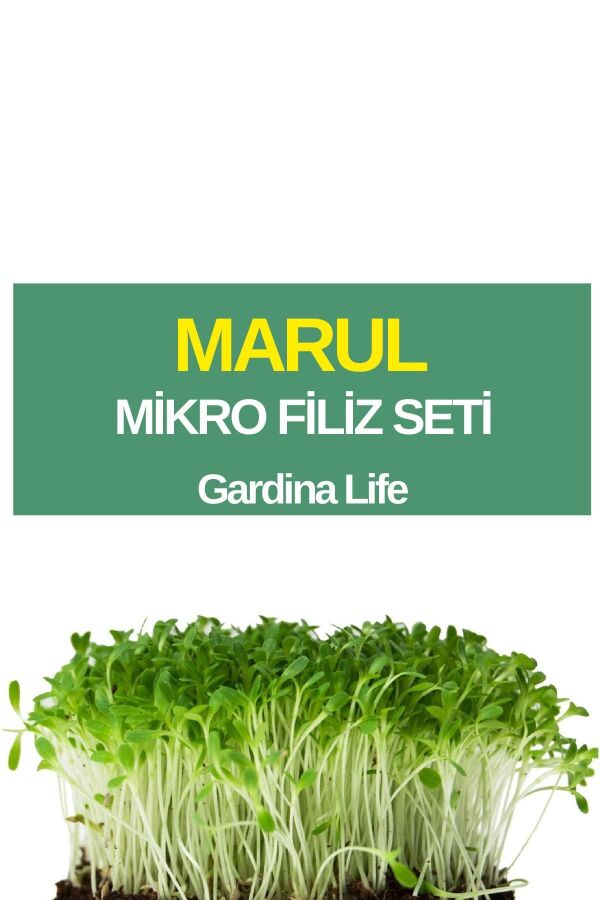 Marul Mikro Filiz Seti - 1