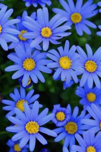 Mavi Papatya Felisa Fidesi ( Felicia Amelloides Felicitara) Blue  - 1