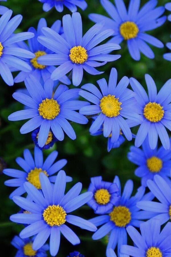 Mavi Papatya Felisa Fidesi ( Felicia Amelloides Felicitara) Blue  - 1