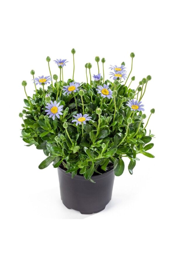 Mavi Papatya Felisa Fidesi ( Felicia Amelloides Felicitara) Blue  - 3