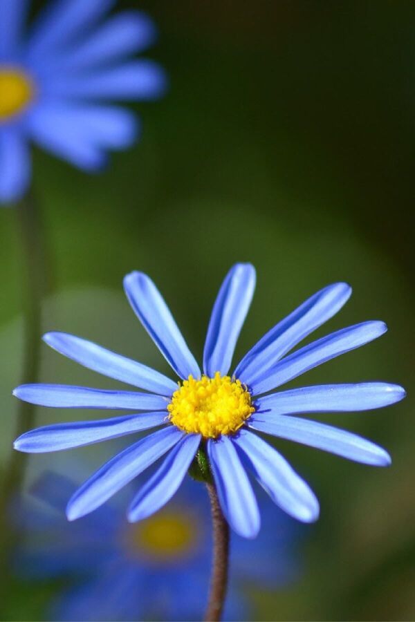 Mavi Papatya Felisa Fidesi ( Felicia Amelloides Felicitara) Blue  - 4