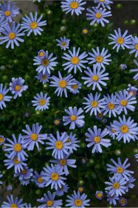 Mavi Papatya Felisa Fidesi ( Felicia Amelloides Felicitara) Blue  - 5