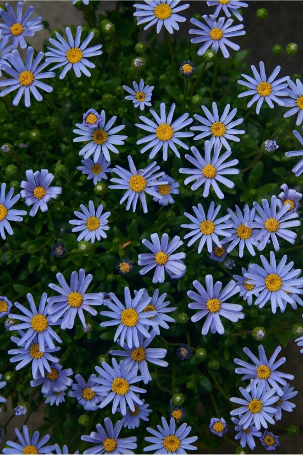 Mavi Papatya Felisa Fidesi ( Felicia Amelloides Felicitara) Blue  - 5