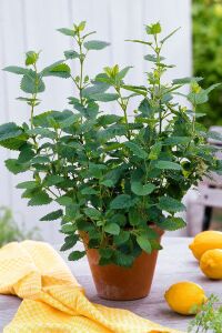 Melisa Fidesi Limon Otu Yoğun Kokulu ( Melissa Officinalis )  - 1