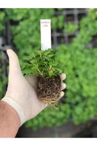 Melisa Fidesi Limon Otu Yoğun Kokulu ( Melissa Officinalis )  - 2