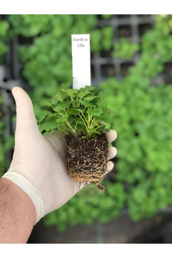 Melisa Fidesi Limon Otu Yoğun Kokulu ( Melissa Officinalis )  - 2