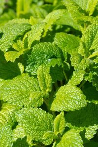 Melisa Fidesi Limon Otu Yoğun Kokulu ( Melissa Officinalis )  - 3