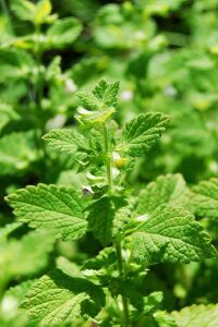 Melisa Fidesi Limon Otu Yoğun Kokulu ( Melissa Officinalis )  - 4