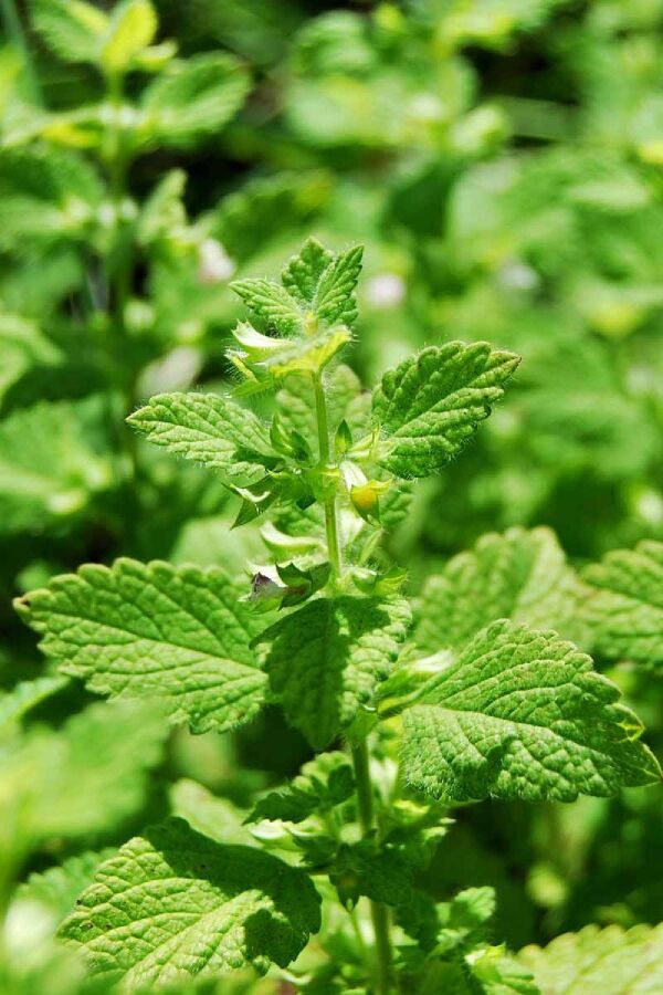 Melisa Fidesi Limon Otu Yoğun Kokulu ( Melissa Officinalis )  - 4