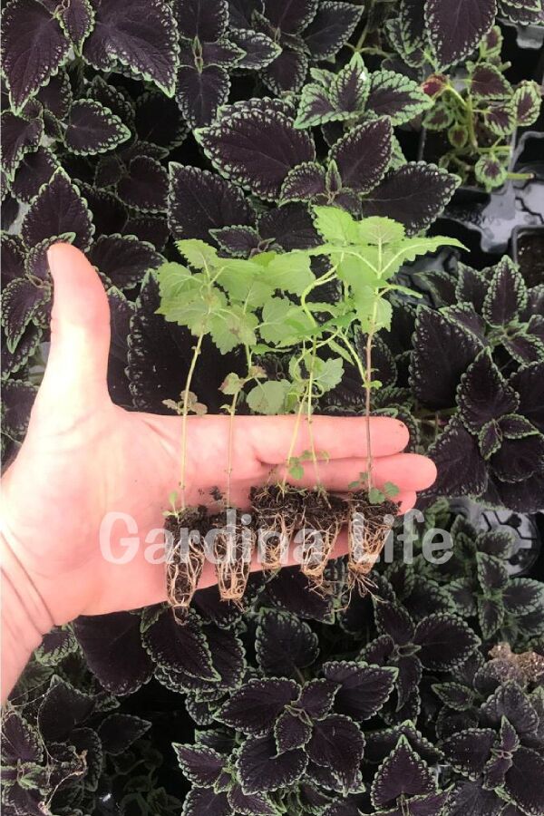 Melisa Fidesi Limon Otu Yoğun  ( Melissa Officinalis ) 