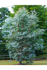 Mentol  Okaliptüs Fidesi ( Eucalyptus Cinerea )  - 1