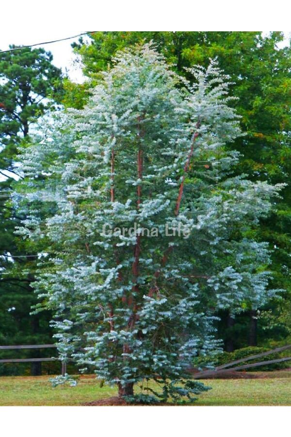 Mentol  Okaliptüs Fidesi ( Eucalyptus Cinerea )  - 1