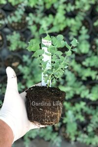 Mentol  Okaliptüs Fidesi ( Eucalyptus Cinerea )  - 2