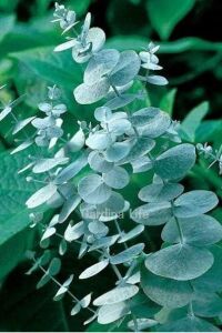 Mentol  Okaliptüs Fidesi ( Eucalyptus Cinerea )  - 3