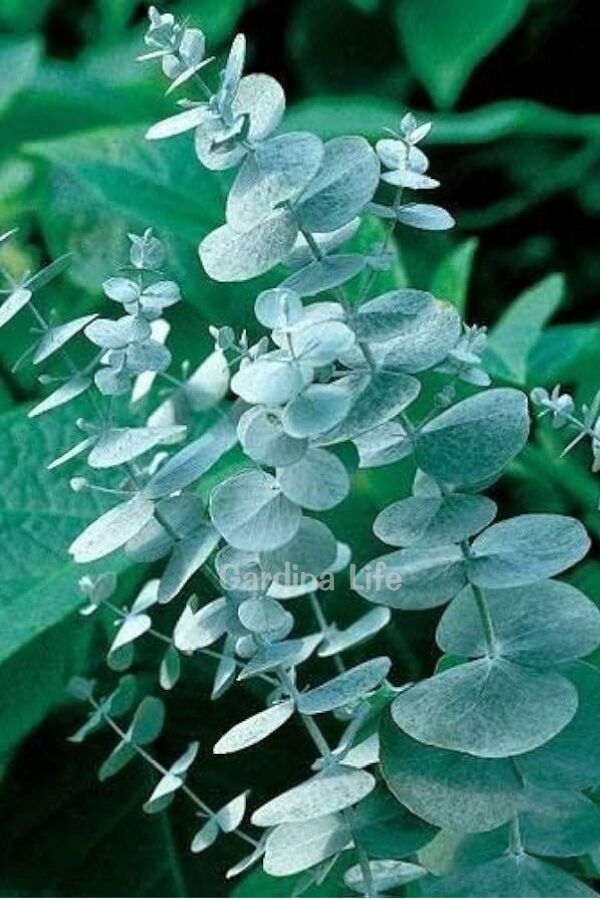 Mentol  Okaliptüs Fidesi ( Eucalyptus Cinerea )  - 3