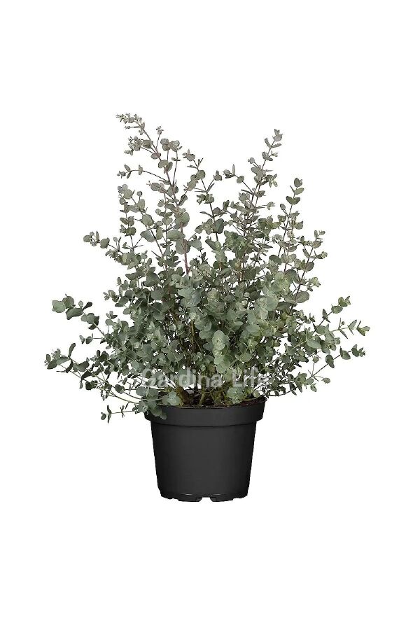 Mentol  Okaliptüs Fidesi ( Eucalyptus Cinerea )  - 7