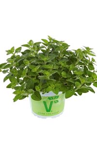 Mercan Köşk Fidesi ( Majorana Hortensis ) Venezia  - 1
