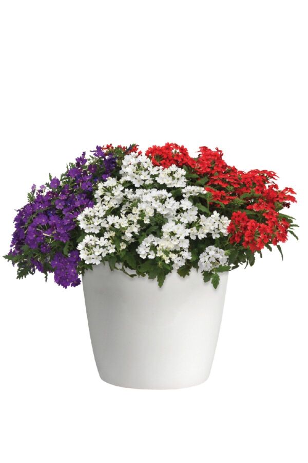 Mine  Fidesi Mix 10 Adet Verbena - 1