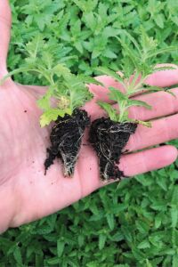 Mine  Fidesi Mix 10 Adet Verbena - 2
