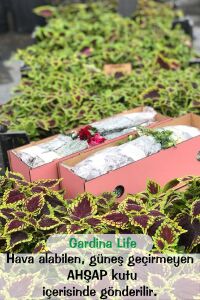 Mine  Fidesi Mix 10 Adet Verbena - 4