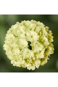 Mine  Fidesi Sarkan Tür ( Verbena Peruviana ) Apple Green  - 1