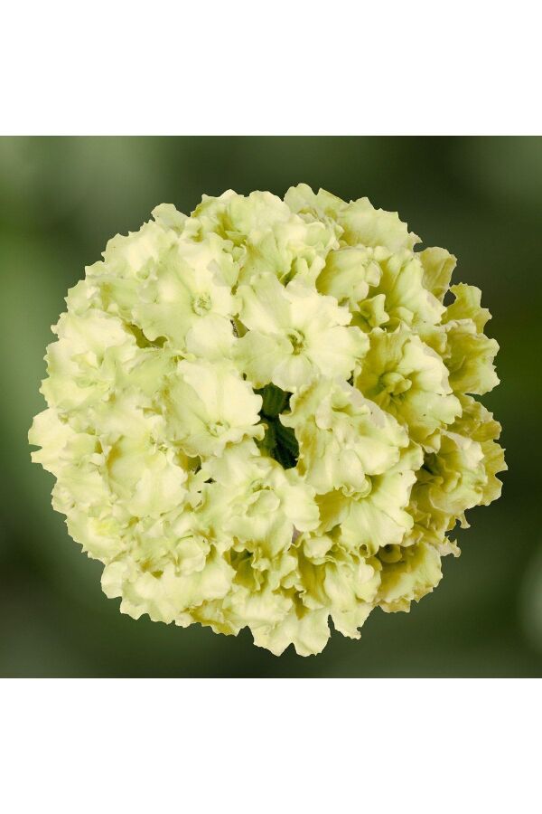 Mine  Fidesi Sarkan Tür ( Verbena Peruviana ) Apple Green  - 1
