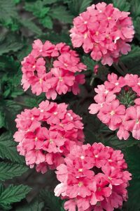 Mine  Fidesi Sarkan Tür ( Verbena Peruviana ) Bright Pink  - 1