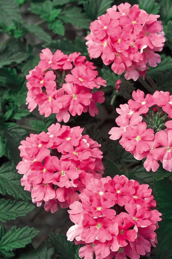 Mine  Fidesi Sarkan Tür ( Verbena Peruviana ) Bright Pink  - 1
