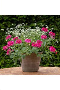 Mine  Fidesi Sarkan Tür ( Verbena Peruviana ) Bright Pink  - 5