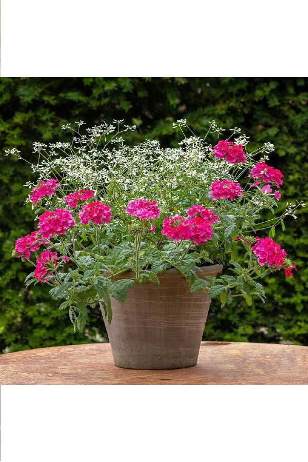 Mine  Fidesi Sarkan Tür ( Verbena Peruviana ) Bright Pink  - 5