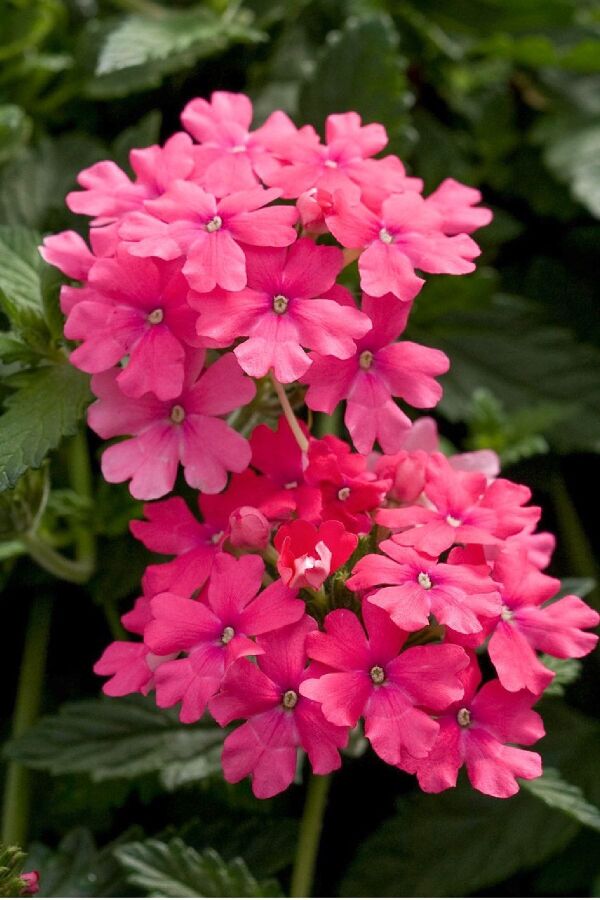 Mine  Fidesi Sarkan Tür ( Verbena Peruviana ) Bright Pink  - 6