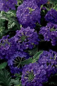 Mine  Fidesi Sarkan Tür ( Verbena Peruviana ) Deep Blue  - 1