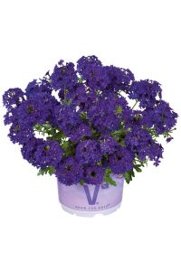 Mine  Fidesi Sarkan Tür ( Verbena Peruviana ) Deep Blue  - 2