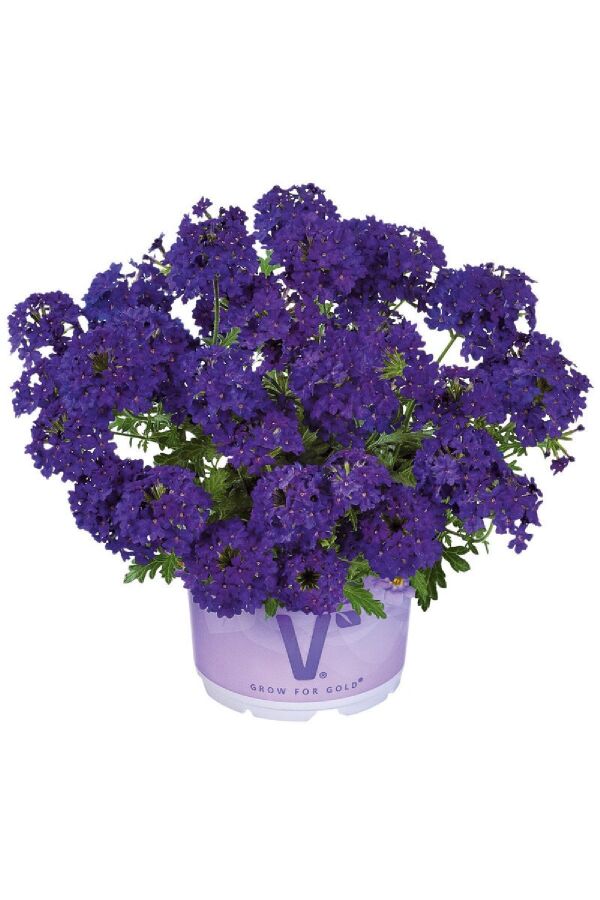 Mine  Fidesi Sarkan Tür ( Verbena Peruviana ) Deep Blue  - 2