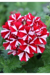 Mine  Fidesi Sarkan Tür ( Verbena Peruviana ) Deep Red Star  - 1