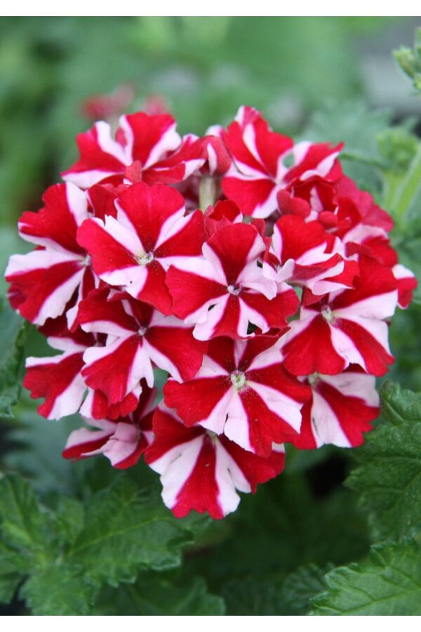 Mine  Fidesi Sarkan Tür ( Verbena Peruviana ) Deep Red Star  - 1