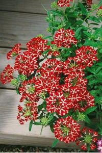 Mine  Fidesi Sarkan Tür ( Verbena Peruviana ) Deep Red Star  - 5
