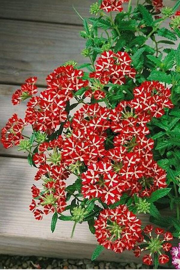 Mine  Fidesi Sarkan Tür ( Verbena Peruviana ) Deep Red Star  - 5